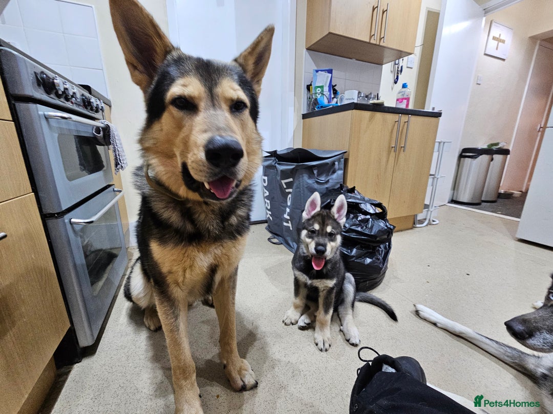 Mixed Breed dogs for sale: Husky × German Shepherd / Malamute Puppies - Advert 8