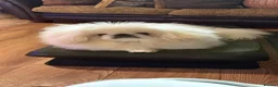 Pekingese dogs for stud: 💙kc registered proven white pekingese 💙 - Advert 4