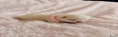 Chihuahua Puppy 3 - Marshmallow