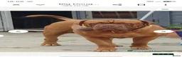 Dogue De Bordeaux dogs for stud: Big Dougie for stud - Advert 6
