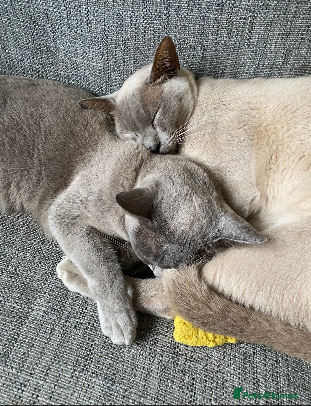 Burmese cats for sale: 2 beautiful Burmese cats age 5 and 3 - Advert 1