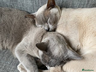 Burmese cats 2 beautiful Burmese cats age 5 and 3 - Advert 12
