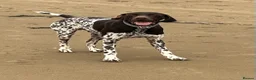 German Shorthaired Pointer dogs for stud: Outstanding GSP for stud - Advert 1