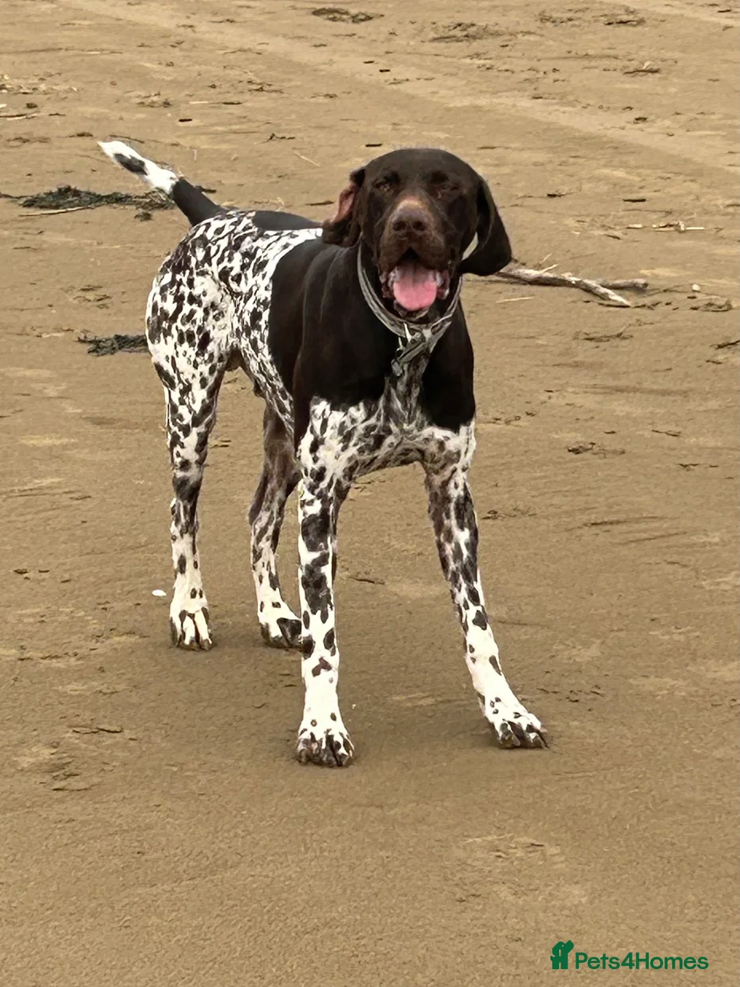German Shorthaired Pointer dogs for stud: Outstanding GSP for stud - Advert 1