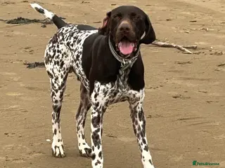 German Shorthaired Pointer dogs Outstanding GSP for stud - Advert 1