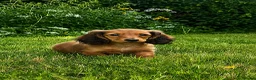 Miniature Dachshund dogs for sale: Miniature long haired dachshund puppies  - Advert 4