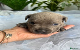 Staffordshire Bull Terrier dogs for sale: 🔷 Pharaon Champion Line Pups 🔷 in Wolverhampton - Image 32