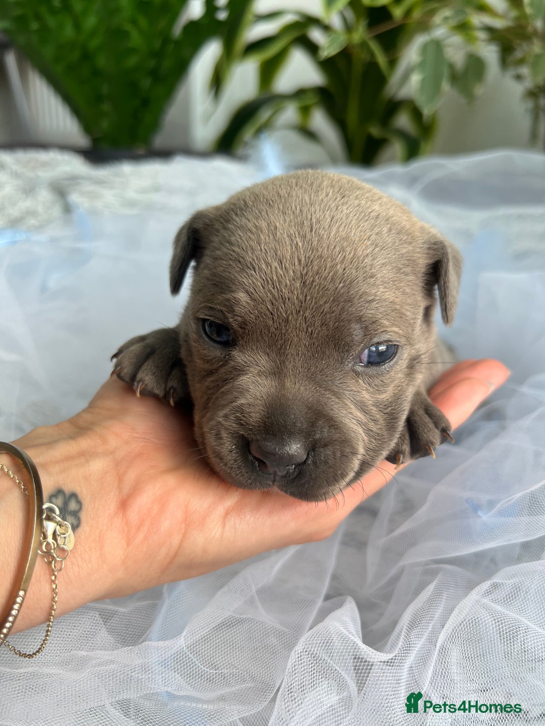 Staffordshire Bull Terrier dogs for sale: 🔷 Pharaon Champion Line Pups 🔷 in Wolverhampton - Image 32