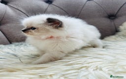 Ragdoll cats for sale: Ragdoll kittens -all reserved😺 - Image 34