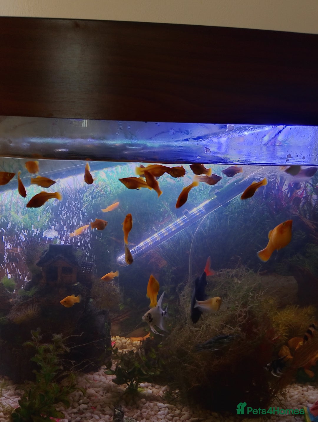 Mollies fish for sale: Young Mollies, endlers and cherry shrimp.  - Advert 1