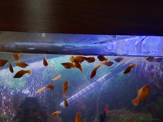 Mollies fish Young Mollies, endlers and cherry shrimp. - Advert 1