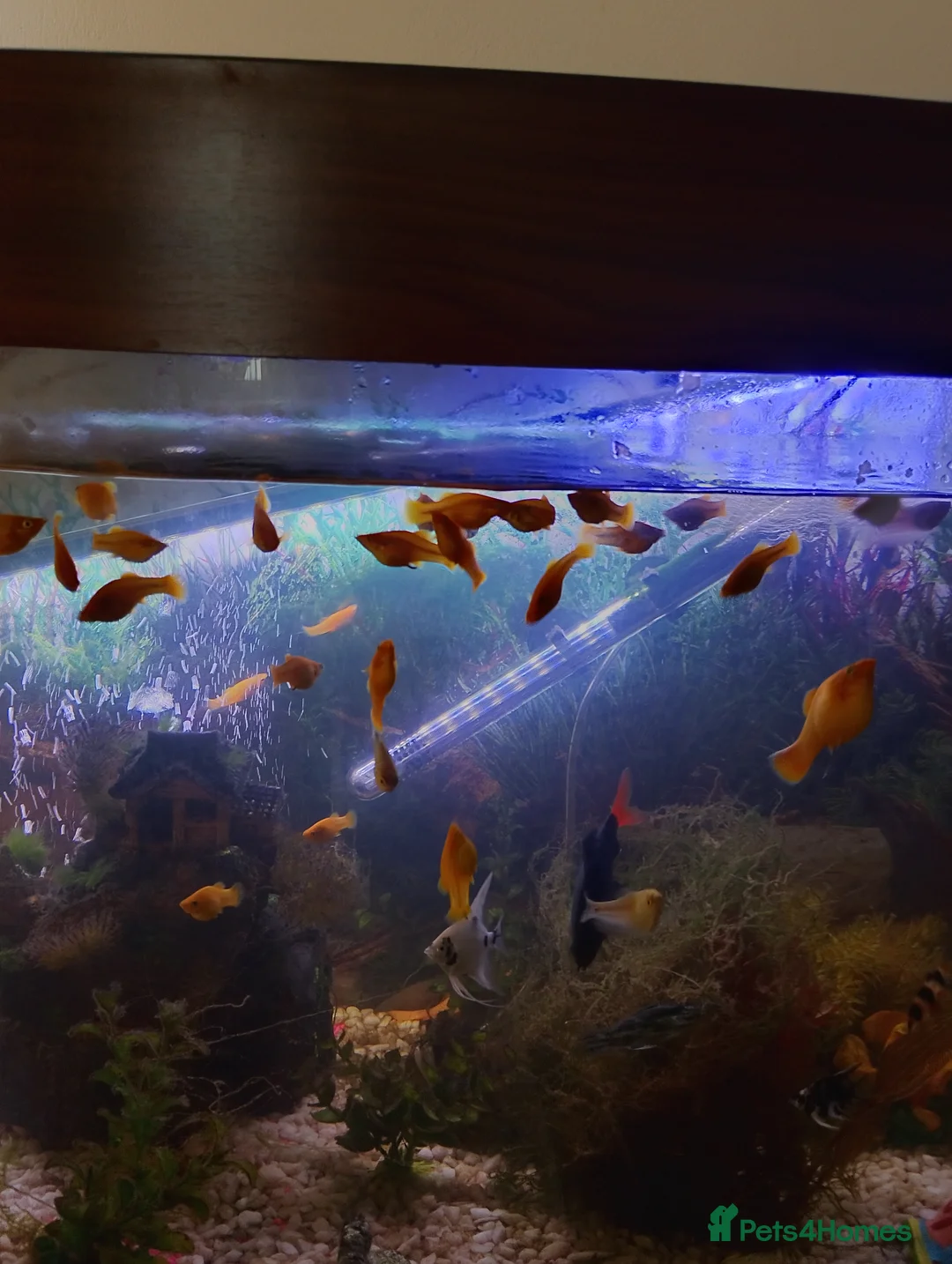 Mollies fish for sale: Young Mollies, endlers and cherry shrimp.  - Advert 1