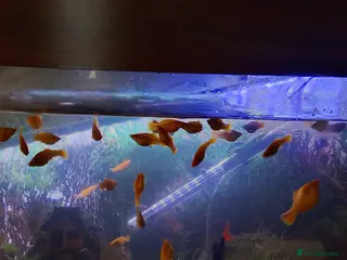 Mollies fish Young Mollies, endlers and cherry shrimp. - Advert 2