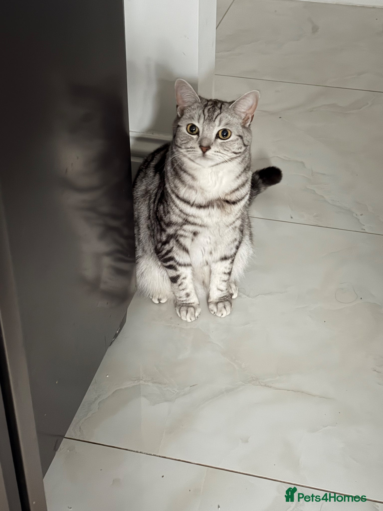 Mixed Breed cats 🐾 Adorable Cat Pair BSH x Scottish Fold 🐾 - Advert 2