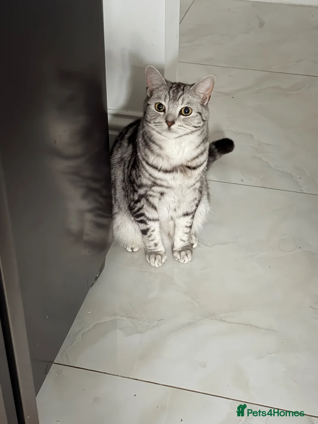 Mixed Breed cats for sale: 🐾 Adorable Adult Cats Pair BSH x Scottish Fold 🐾 - Advert 1