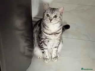 Mixed Breed cats 🐾 Adorable Adult Cats Pair BSH x Scottish Fold 🐾 - Advert 10