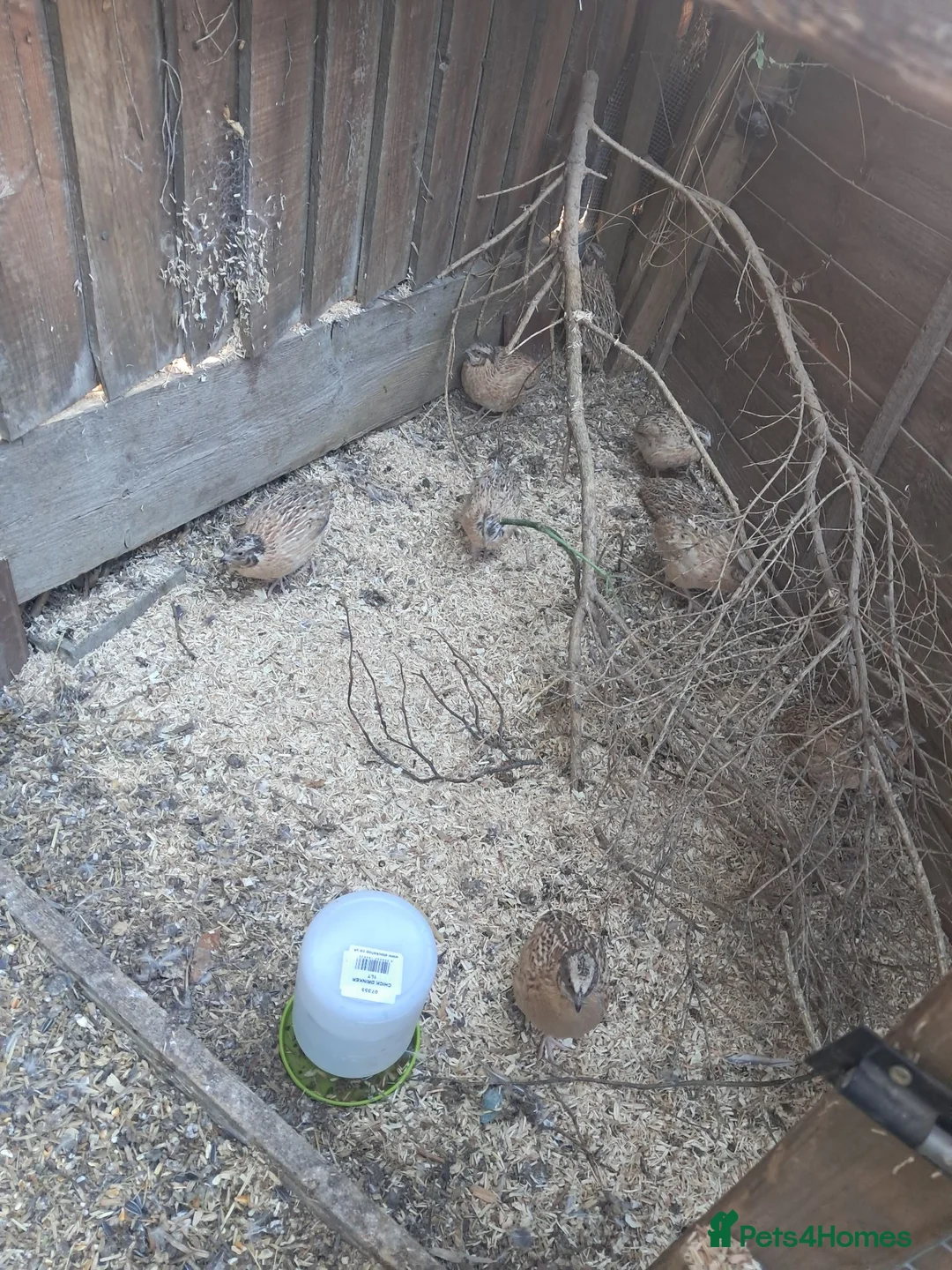 Quail poultry for sale: Male Japansese Corturnix Quail - 10 in Corby - Advert 2