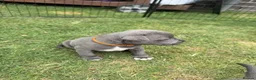 Staffordshire Bull Terrier dogs for sale: Staffordshire Bull Terrier puppies for sale  in London - Advert 4