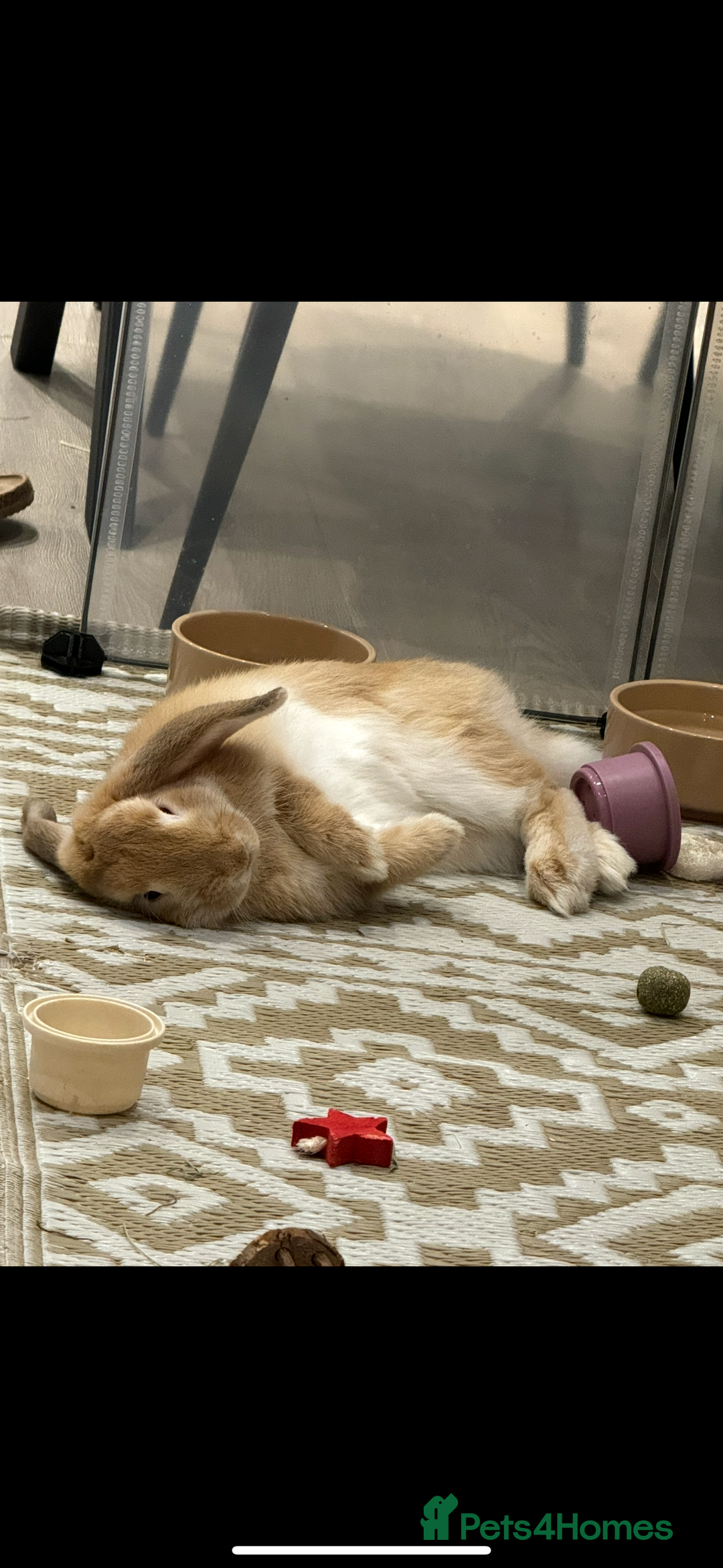 Mini Lop rabbits for sale: 2 house bunnies but can be taken separately  - Image 7