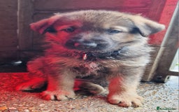 German Shepherd dogs for sale: KC reg German Shepherd Puppies - Family dogs - Image 21