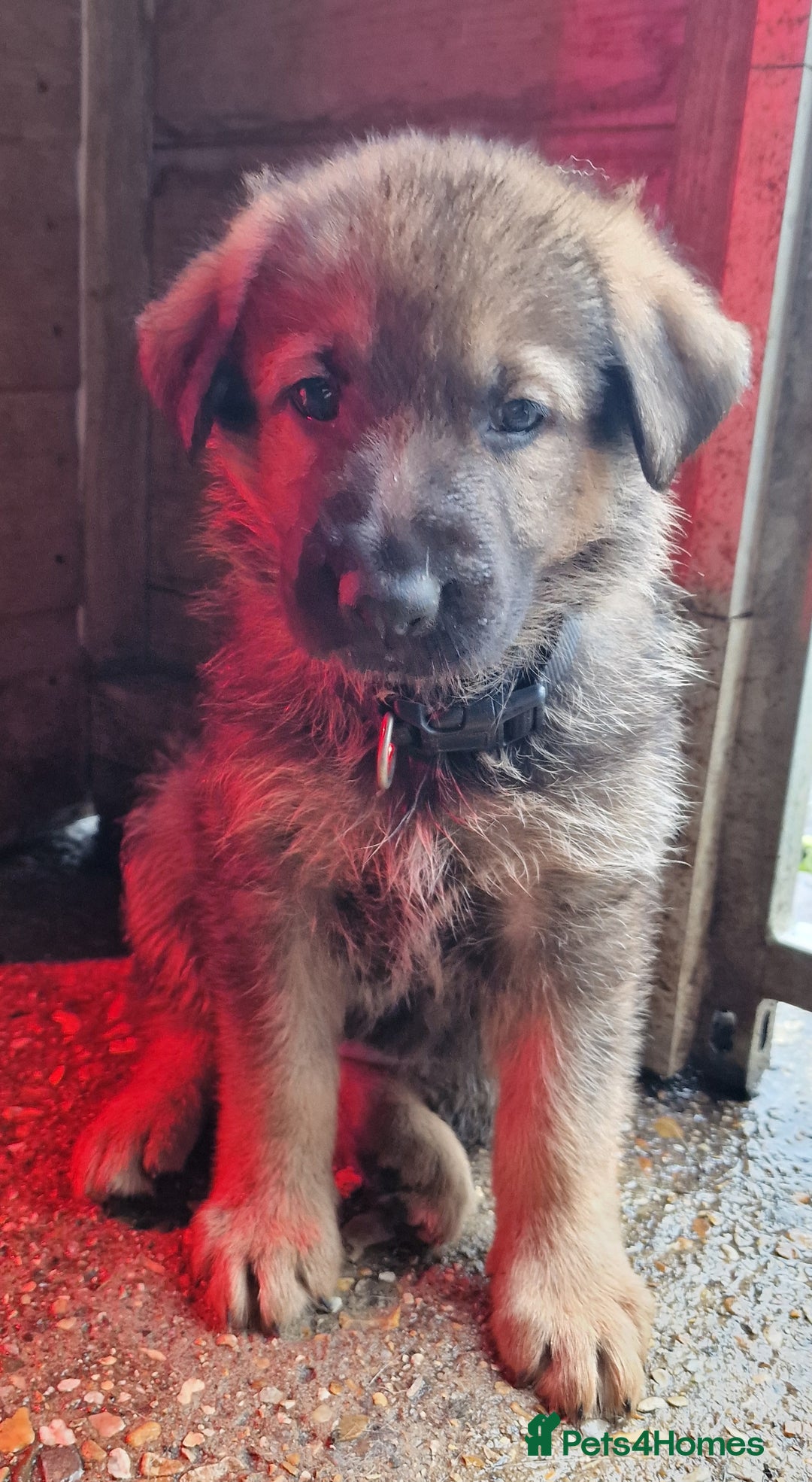 German Shepherd dogs for sale: KC reg German Shepherd Puppies - Family dogs - Image 21