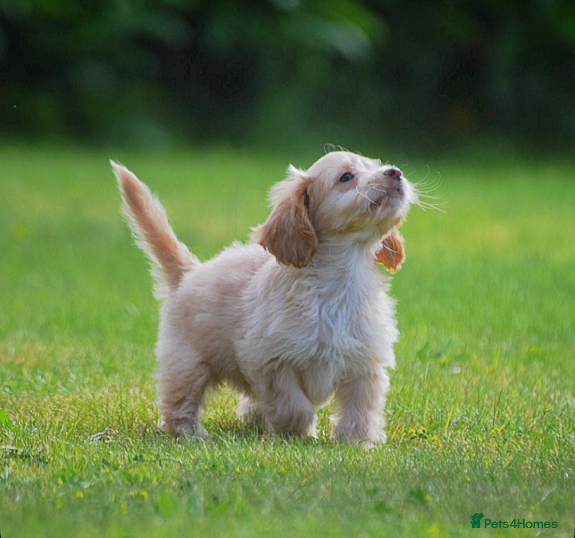 Cockapoo dogs 5* Licensed breeder! READY NOW Cockerpoo girls  - Advert 6