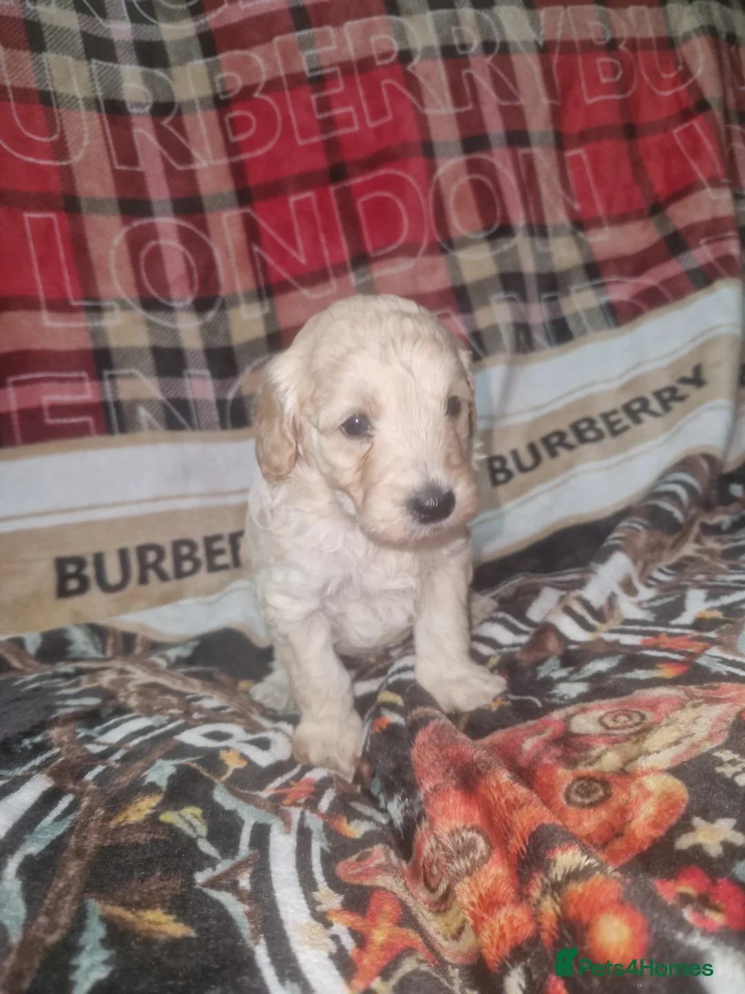 Labradoodle dogs for sale: F1b toy labradoodles - Advert 13