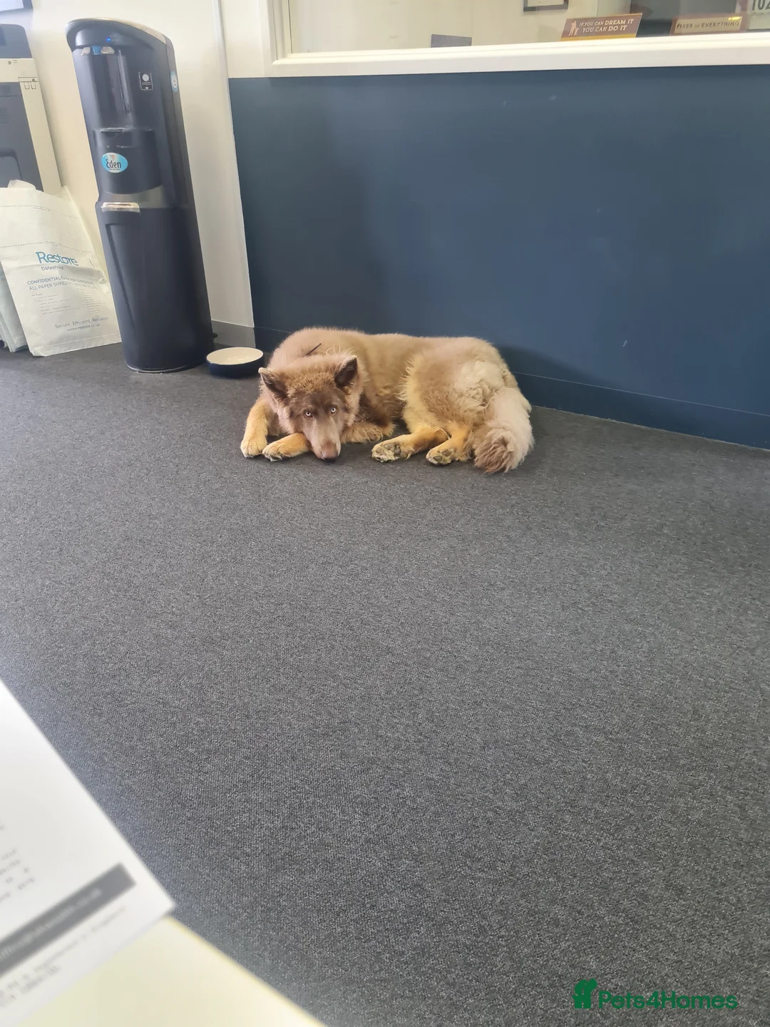 German Shepherd dogs for sale: Meet Sixty. Our Beautiful Isabella German Shepherd - Advert 9