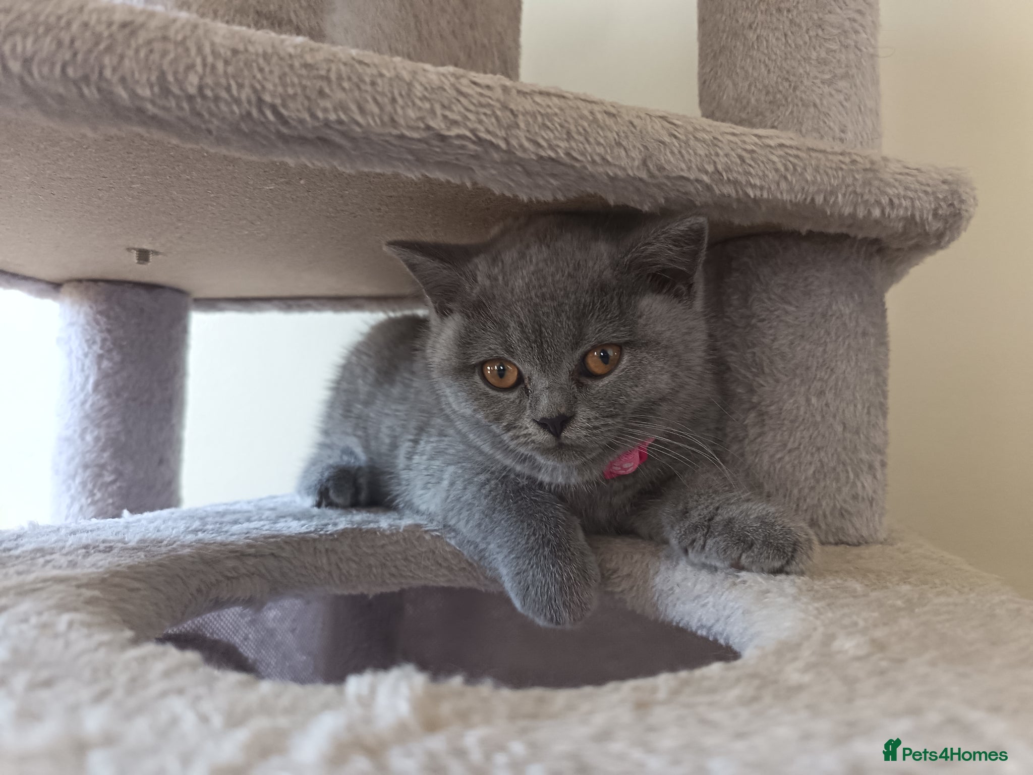 British Shorthair cats Ready to go. Gccf registered blue BSH kittens - Advert 17