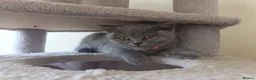British Shorthair cats for sale: Ready to go. Gccf registered blue BSH kittens - Advert 4