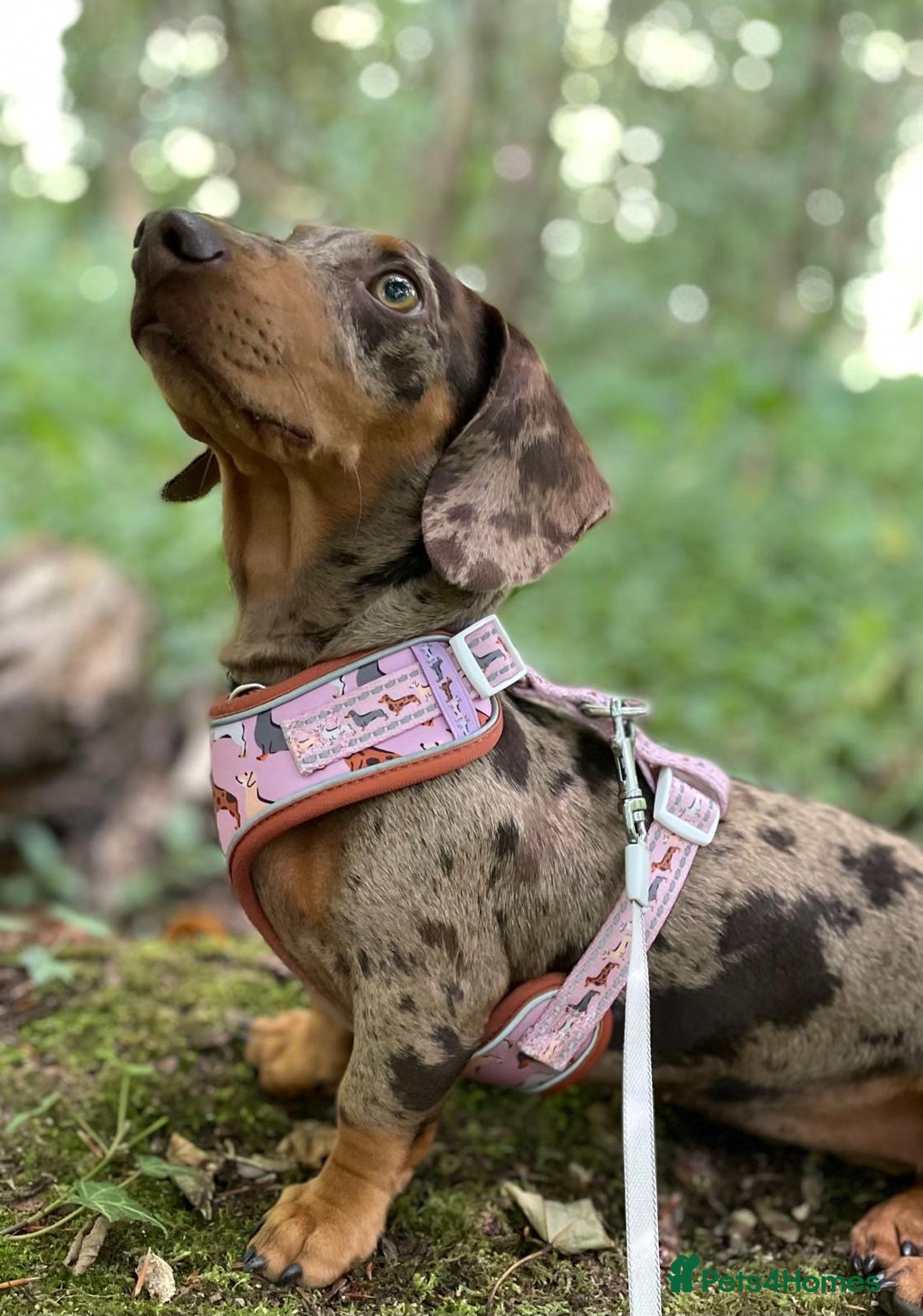 Miniature Dachshund dogs for sale: BEAUTIFUL PRA CLEAR & KC REG MINIS - Advert 19