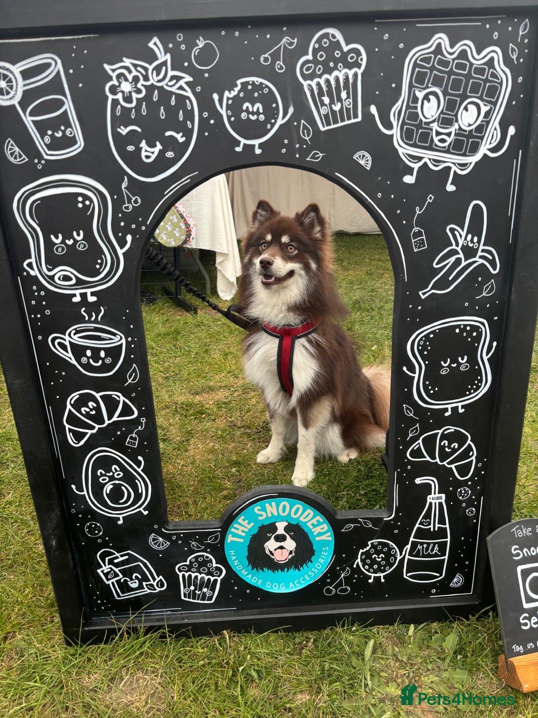 Pomsky dogs for stud: 🧪Embark tested!! ⭐️ F3 Pomsky Choc & Cream - Image 3