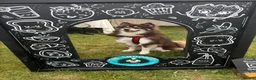 Pomsky dogs for stud: For STUD🧪Embark tested!!⭐️F3 Pomsky Choc & Cream - Advert 4