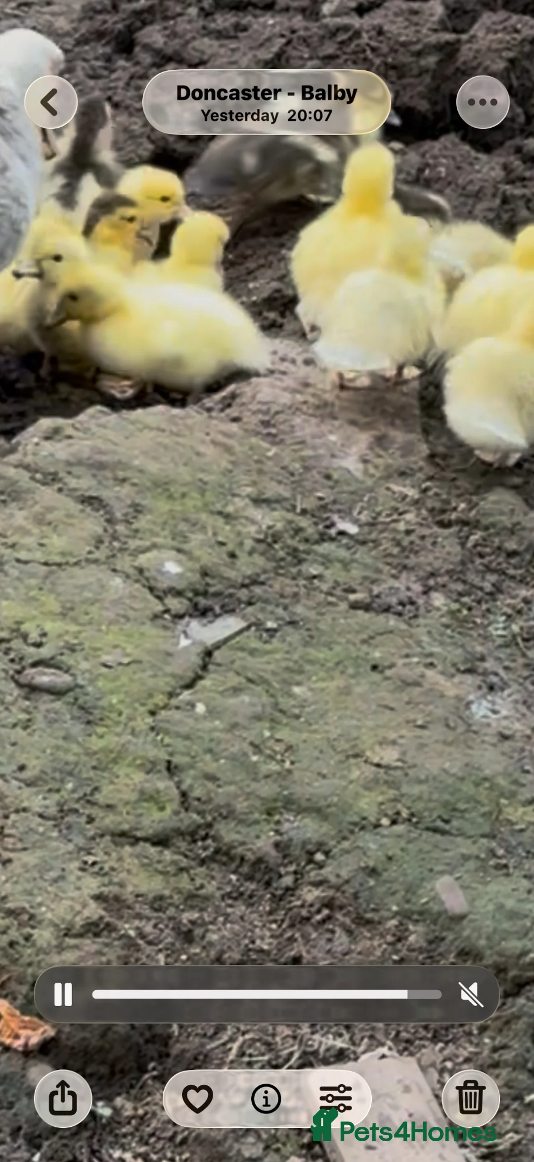 Ducks poultry for sale: Muscovy baby  - Advert 2