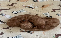 Toy Poodle dogs for sale: Beautiful red Toy Poodle Puppies  - Image 3