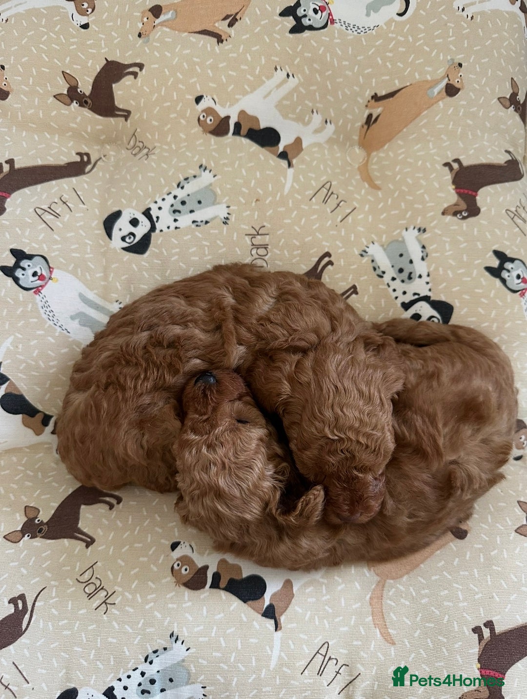 Toy Poodle dogs for sale: Beautiful red Toy Poodle Puppies  - Image 3