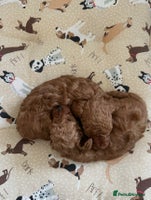 Toy Poodle dogs - Advert 9