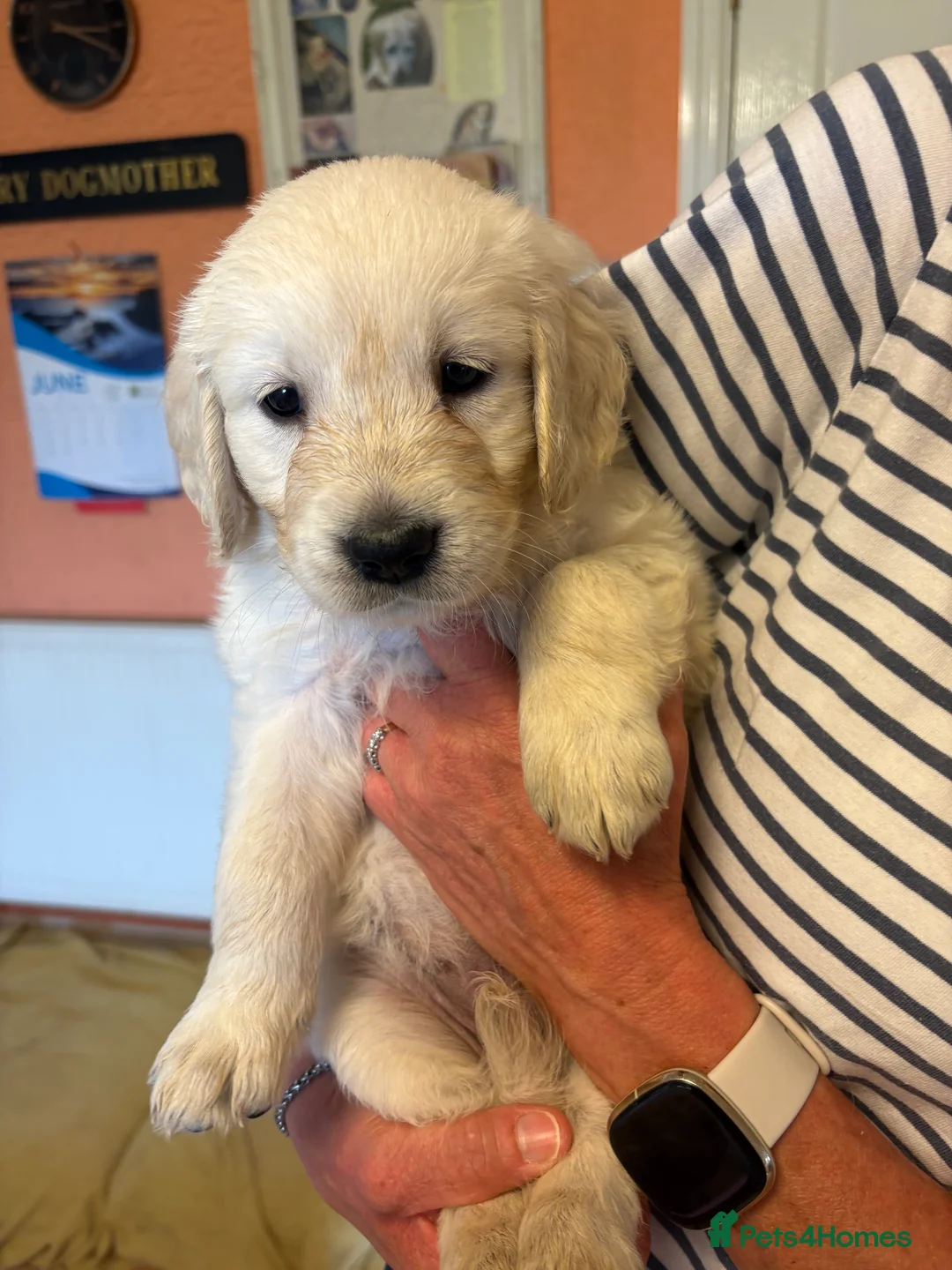 Golden Retriever dogs for sale: Puppies - Advert 1