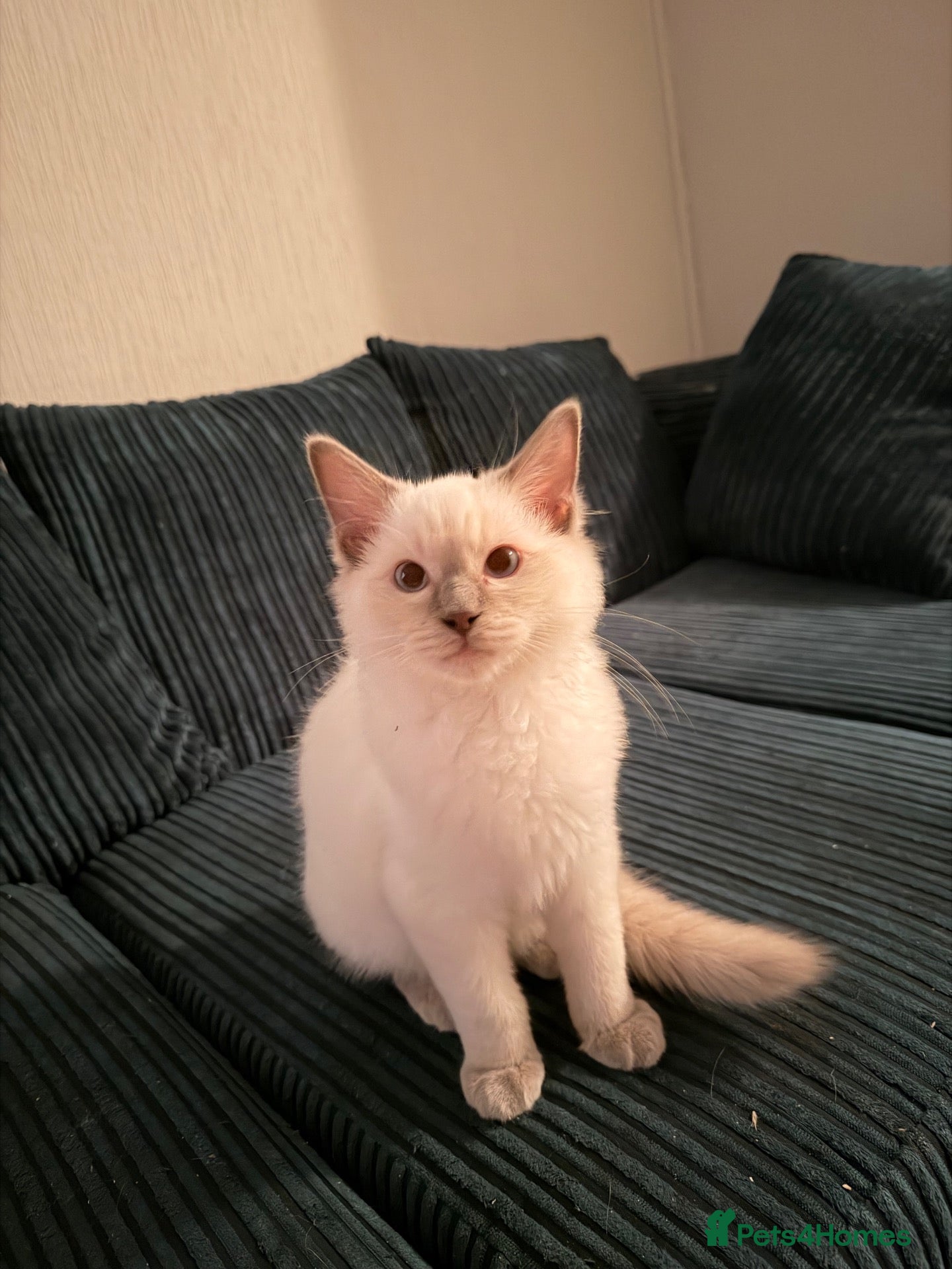 Ragdoll cats 💙 GCCF RARE  Lilac Male Ragdoll  BOY💙 - Advert 1