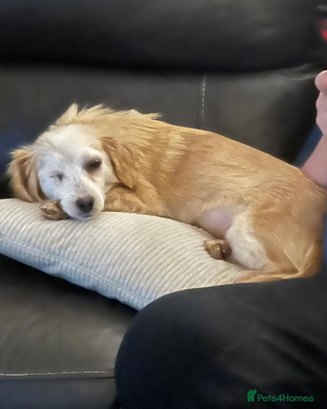 Mixed Breed dogs for adoption: Marvellous Molly - Advert 2