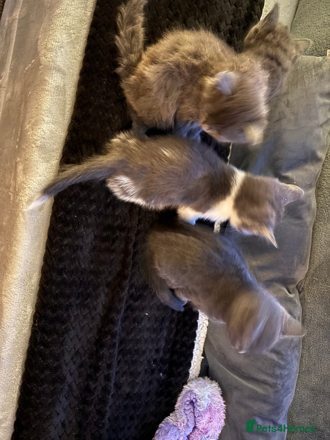 British Shorthair cats for sale: British Blue Cross.  - Image 1