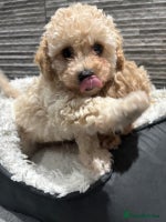 Poochon dogs 3 Poochons, All Girls 💝Ready Now in Cheshire - Advert 2