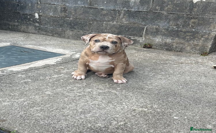 American Bully dogs - Advert 3