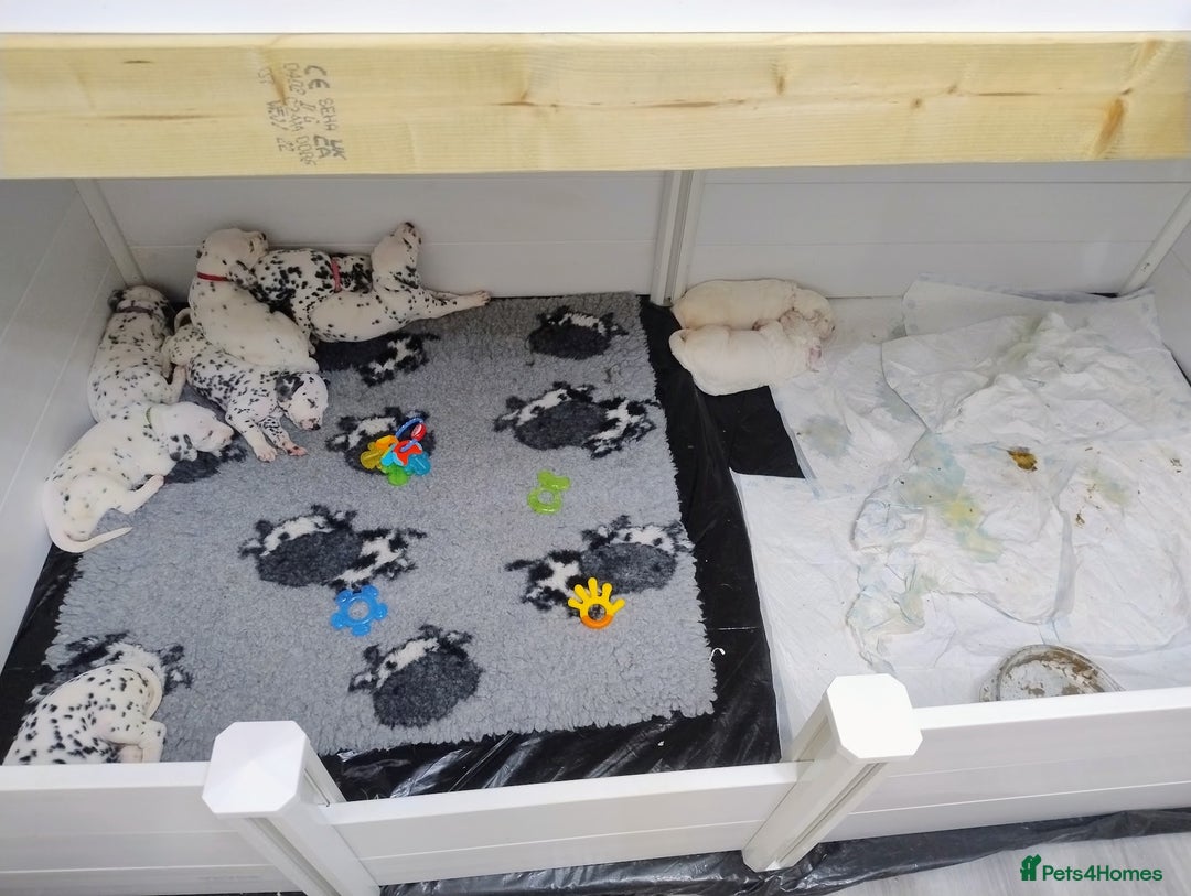 Dalmatian dogs for sale: Show Line LUA KC Dalmatian Puppies - Licensed - Advert 9