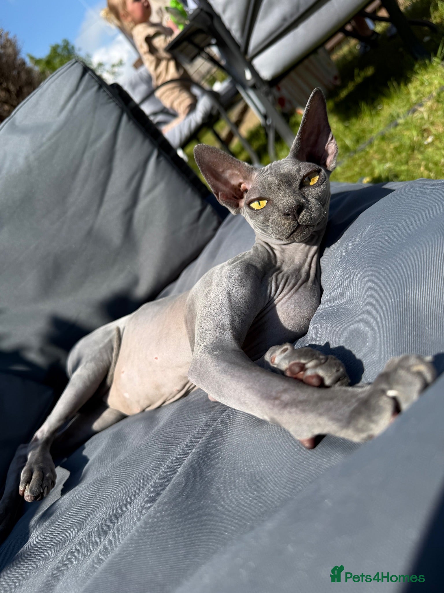 Sphynx cats 2 girl sphynx cats - Advert 1