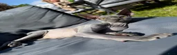 Sphynx cats for sale: 2 girl sphynx cats in Havant - Advert 1