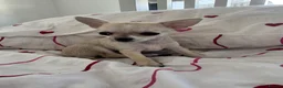 Chihuahua dogs for sale: Chihuahua Girl Ready NOW - Advert 7