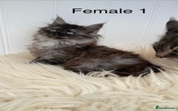 Maine Coon cats for sale: All the kittens sold! 2 red from another Queen ava - Advert 6