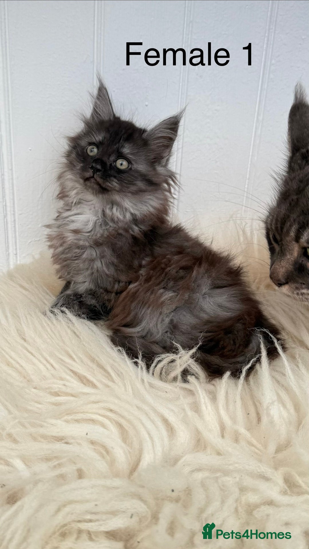Maine Coon cats for sale: All the kittens sold! 2 red from another Queen ava - Advert 6
