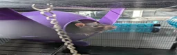 Rat rodents for sale: Social Cozy Brothers - Advert 4